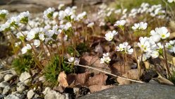 Androsace carnea subsp. brigantiaca punane nõmmkann